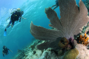 Duiken op Aruba