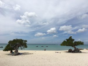 Bezoek de beroemde divi divi boom tijdens je vakantie Aruba