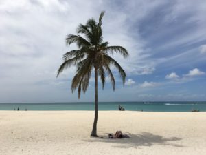 Vakantie Aruba: palmboom op het strand